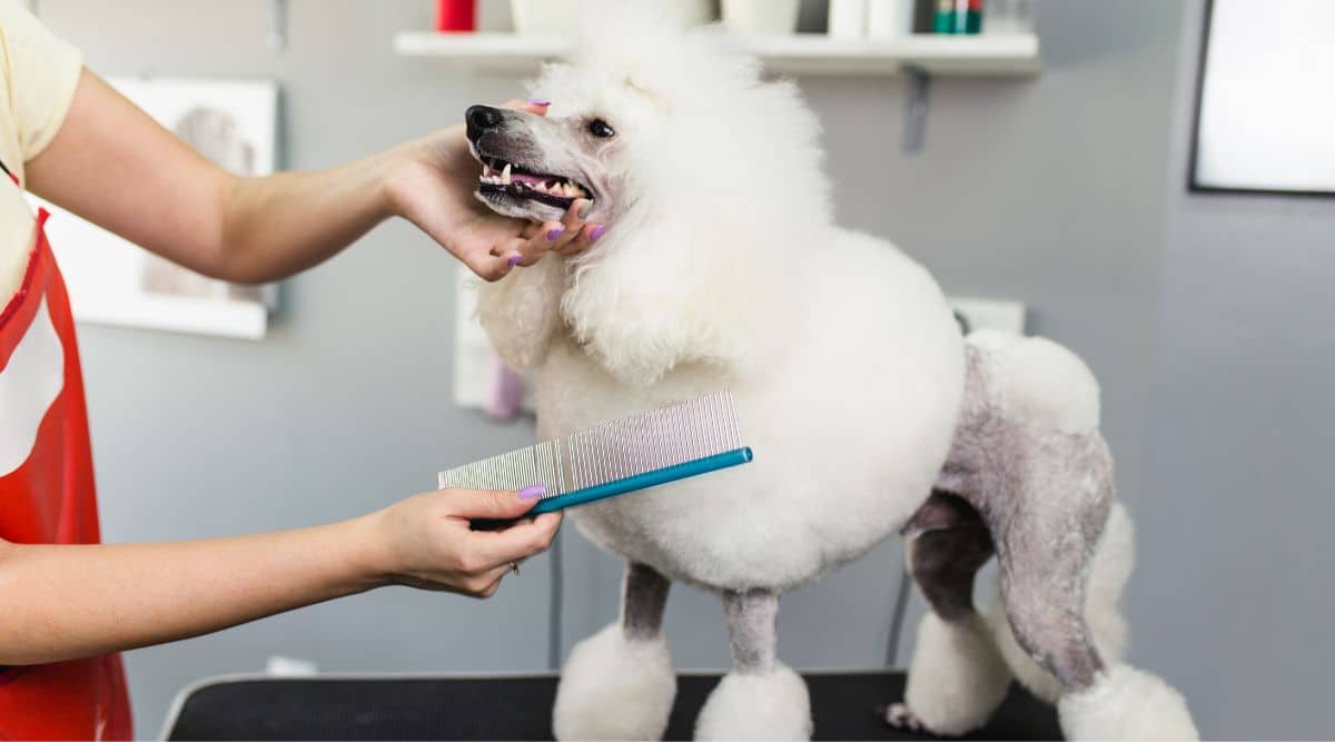 Top Poodle Grooming Brushes – Pamper Your Pooch with the Perfect Tool