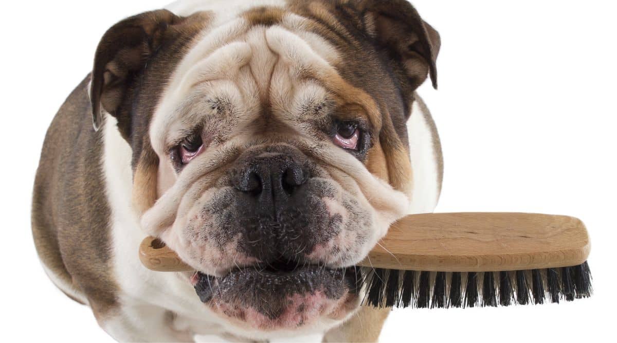 Top-Rated Brushes Ideal for English Bulldogs: A Canine Grooming Guide
