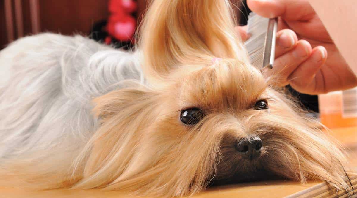 Top-Rated Yorkshire Terrier Grooming Tools: Pamper Your Pooch with the Perfect Brush