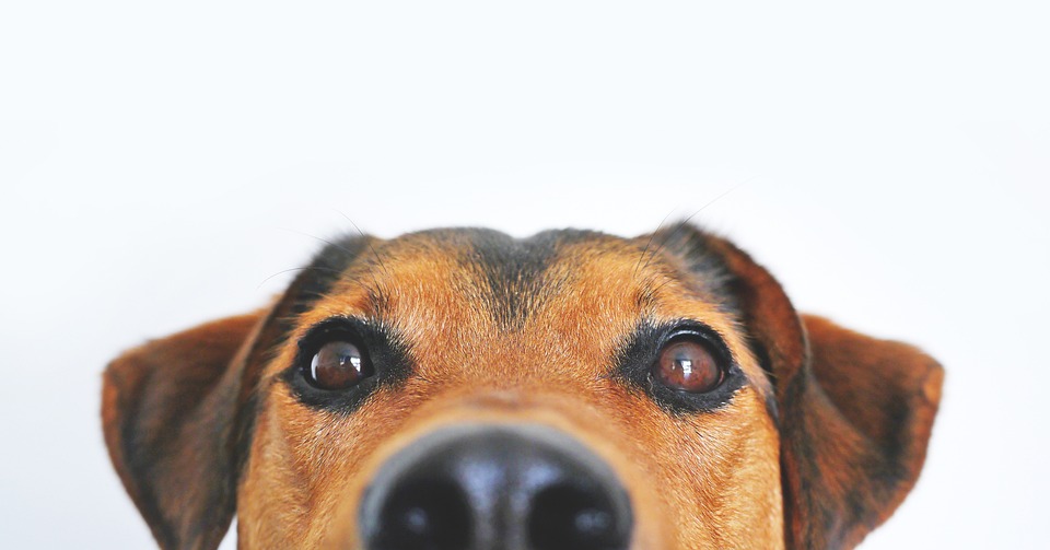 Understanding Canine Sneezing: Insights from an Expert Dog Enthusiast