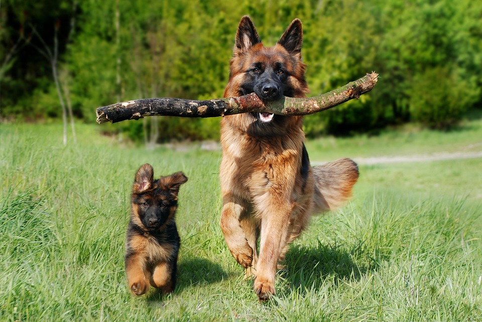 Discover the Reasons Behind Canine Grass-Rolling Behavior