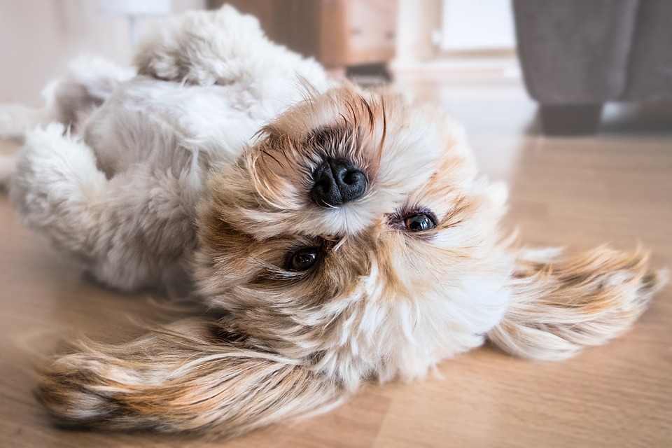 Top 5 Reasons Why Your Pooch Might Be Whining – Insights from a Dog Expert