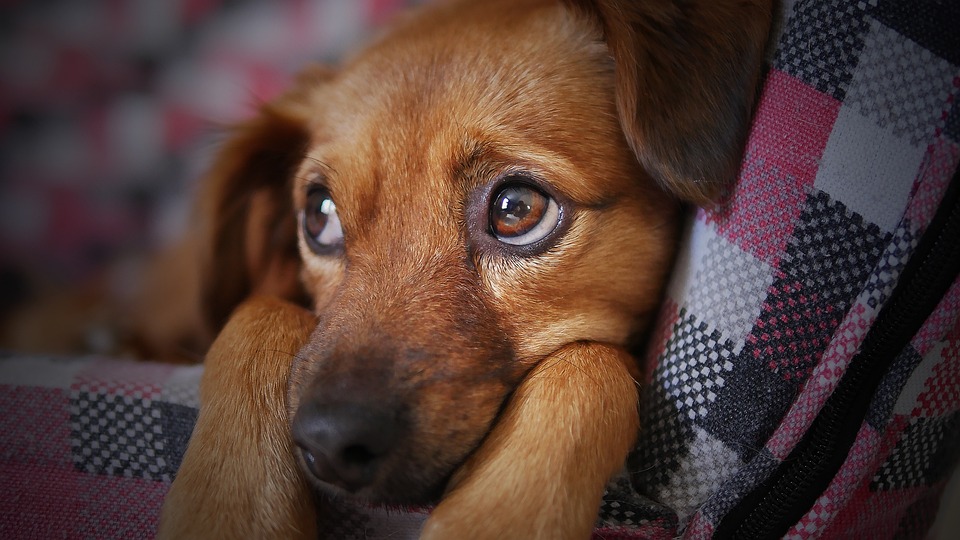 Understanding Your Dog’s Burst of Energy: Deciphering Canine Zoomies