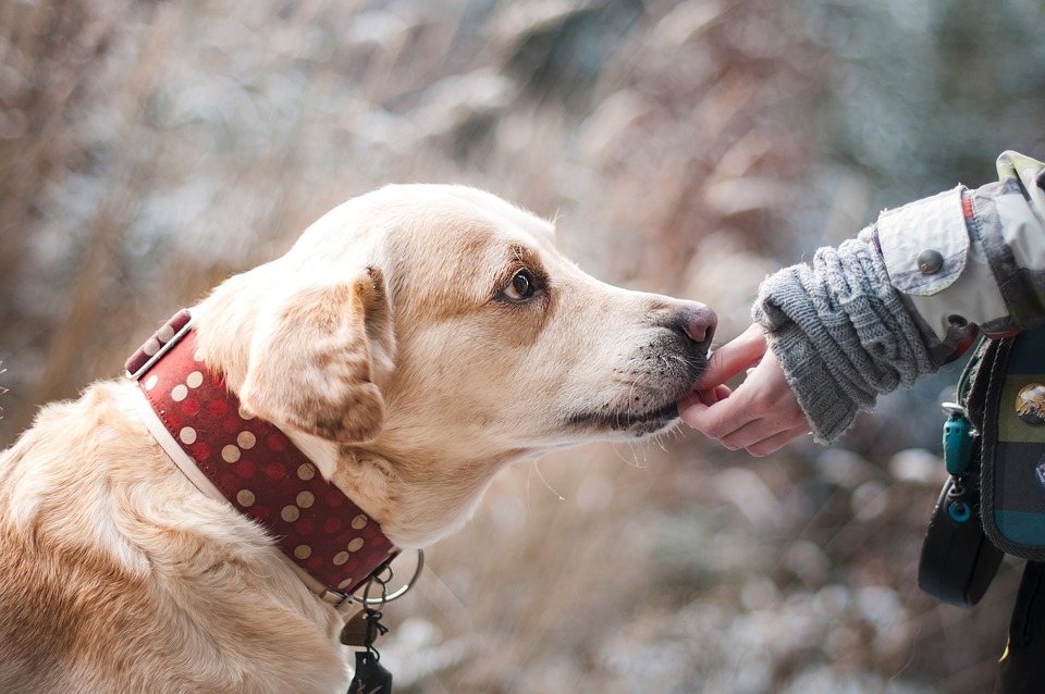 Understanding Canine Behavior: The Reasons Behind Your Dog’s Face-Licking Habits with Other Dogs