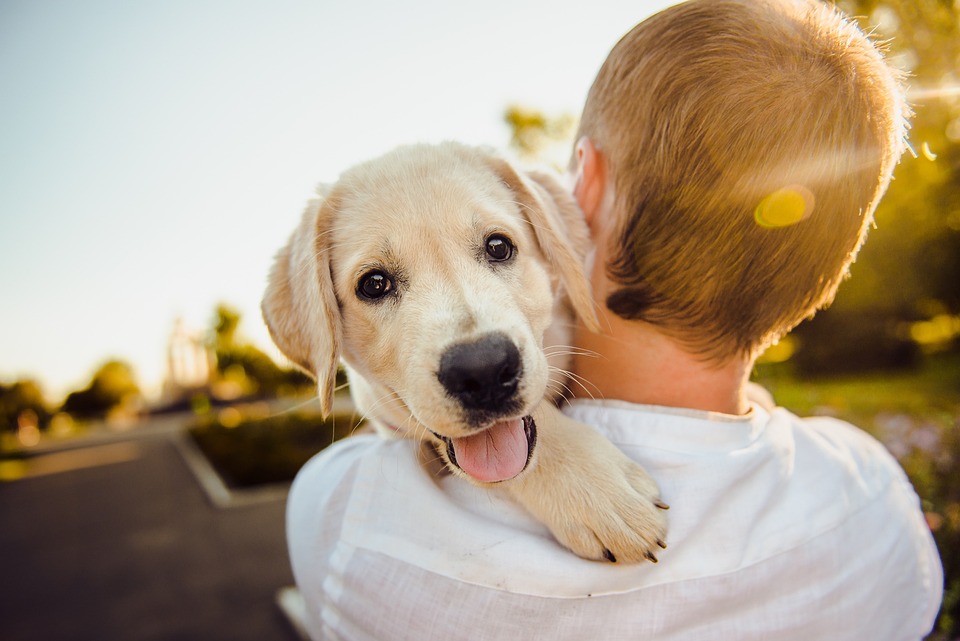 Understanding Canine Communication: The Reasons Behind Dog Barking Explained