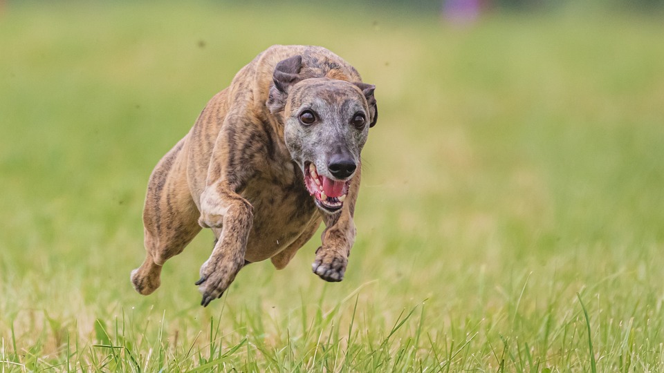 Top 10 Essential Practices for Enhancing Your Dog’s Well-being and Joy